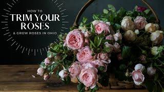 How to Trim Your Roses + Our Secrets for Growing Roses in Ohio (Zone 5b)