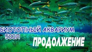 Биотоп Днепра 500 литров первые обитатели