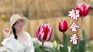 【Garden 94】How to grow Tulips 种植郁金香