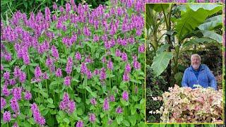 ÉPIAIRE, STACHYS, BÉTOINE, VIVACES RUSTIQUES AUX MILLE ET UNE QUALITÉS. Le Quotidien du Jardin N°436