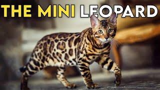 Bengal Cat 101 - Learn ALL About Them!