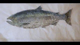 How To Gyotaku: 25lb King Salmon Alaska.