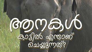 ആനകൾ കാട്ടിൽ എന്താണ് ചെയ്യുന്നത്? Elephant Important