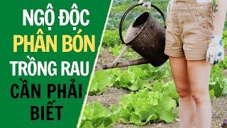 Trồng rau cần phải biết để tránh ngộ độc phân bón || Nhận biết rau bị ngộ độc phân bón || trồng rau