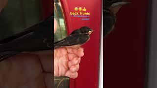 Rescue of the Swallow Chick️ Спасение Птенца Ласточки