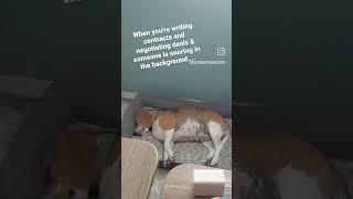Beagle Life vs Realtor Life  #gettoknowme Dusti Martin, Scottsdale Realtor