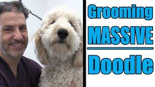 Grooming A Large Goldendoodle | Professional Tips