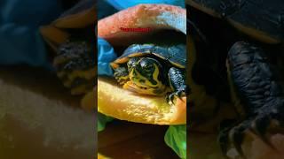 bro ate a turtle sandwich  #turtle #turtlesandwich #yellow slider #finesse #finessearmy