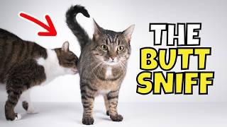 Why Cats Sniff Each Other's Butts (It's Not What You Think!)