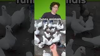 Cute And Funny Animal Videos #reaction