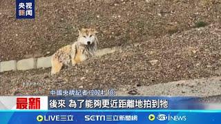 長期習慣人類餵食 中國"網紅狼"慘遭撞死 習慣人類餵食.喪失警惕性成致命關鍵?｜記者 劉玨妤｜國際關鍵字20241225｜三立iNEWS