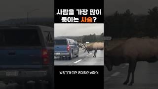 사람을 가장 많이 죽이는 사슴? #말코손바닥사슴 #무스