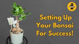 Beginner’s Guide: Setting Up Your New Bonsai Tree for Success