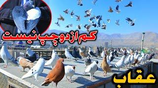 بهترين های دنیای شوق - عقاب کفتر ها کم از دوچپ نیست| فهمیده و دانسته کفتر نگاه کردم | Unique pigeon