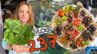 Tomatoes (woo!), Polytunnel Doors and forgotten To-Do Lists! Ep 237 || Plot 37