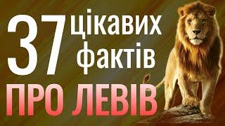 Цікаві факти про ЛЕВІВ 