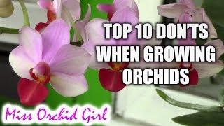 Top 10 DON'Ts when Growing Orchids - tips for orchid beginners