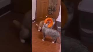  Funny cat videos | cute cats | Try not to laugh | Cat videos Compilation #shorts  