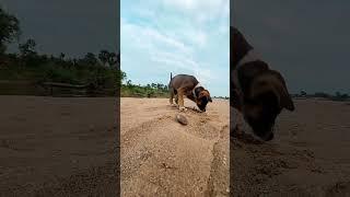 Puppy happy#shortvideo #puppy #entertainingpets #dog ##viralshort #viralvideos #video #cat #pets