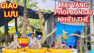 (@THÀNH zalo_#0342678836)#Mai vàng phoi Bonsai nhiều thế GL 15/11/2024 ĐC: Huyện Cờ Đỏ,TPCT