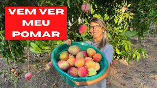 TOUR PELO MEU POMAR COM PÉS DE FRUTAS CARREGADOS/ COLHEMOS MUITAS FRUTAS 