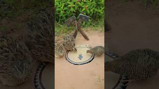 Amazing Create DIY Quail Trap Using Paper #shorts #shortvideo