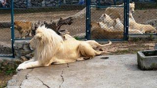 Belgrade Zoo - Zooloski vrt Beograd