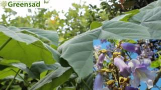Павловния - видео-обзор от Greensad