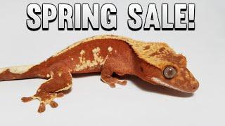 Spring 2022 Crested Gecko Sale Preview!