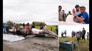 Alaskan villagers who killed a gray whale will not face charges