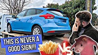 THIS CUSTOMER HAS A BAD CASE OF FRENCH FRYS OR WAS IT RODENT DAMAGE??? FORD FOCUS MISFIRE.....