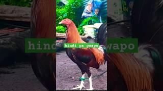 hindi pa gwapo #chicken #chickenbreeds #rooster
