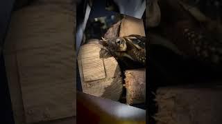 #explore #foryou #turtle # #tortue #sweeti #cat #chat # #pussycat #elina #carpediem #monde #2023