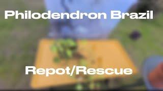 Philodendron Brazil Repot and Rescue | Plants With Jules🪴