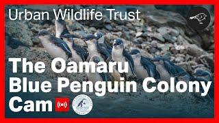 Oamaru Blue Penguin Colony Live Cam