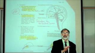 REVIEW OF THE FUNCTIONAL AREAS OF THE BRAIN; Part 1 by Professor Fink