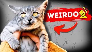 10 Weird Cat Behaviors You’ve Probably Been Misunderstanding