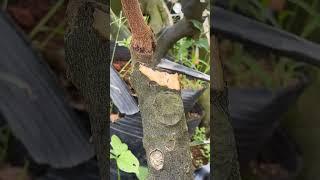 盆景遇到这样的大截口怎么处理 #youtubeshorts #bonsaitree #nature #bonsai