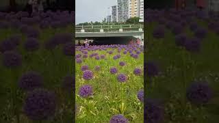 #viral #viralvideo #viralsong #viralshorts #shorts #trend #beautifulflower #seoul 