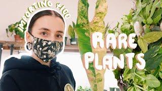 Importing 100+ Plants for a RARE Plant Shop?!