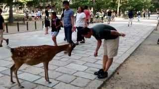 Cute Japanese Polite Bowing Deer (Nara Park, Japan)