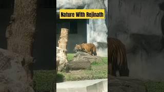 Tigers |shorts|nature|animals|wildanimals|youtubeshortsvideos|naturewithrejinath