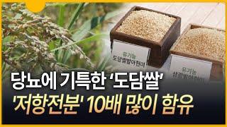 [세상만사] 당뇨에 기특한 '도담쌀'…저항전분↑ 혈당↓