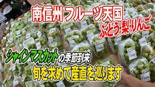 【南信州産直巡り】シャインマスカットの販売状況はいかに！