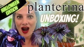 UNBOXING Rare Halloween Plants from PLANTERINA...The Bat Flower!