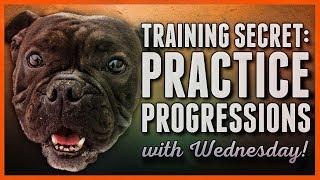 Dog training Secret: How to Use Progressions and Rehearsals Like a Pro!