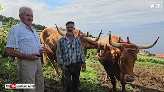 Escrepar a terra à moda antiga com bois nas Manadas 2024 Ilha São Jorge