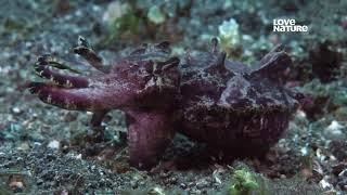 Как флиртуют и спариваются Расписные каракатицы (Flamboyant cuttlefish) — Ascarosepion pfefferi ?