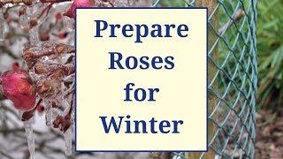 Prepare Roses for Winter