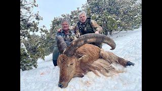 AOUDAD / Barbary sheep in Morocco  (2021-22) by Renaud Desgrees du Lou